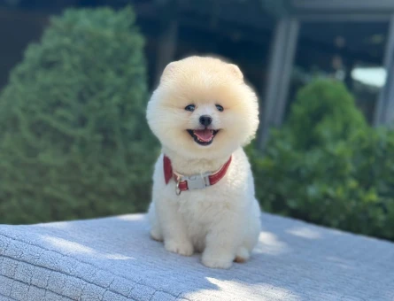 Safkan Pomeranian Boo – Minik Boy, Yoğun Tüylü, Muhteşem Görünüm - 6451