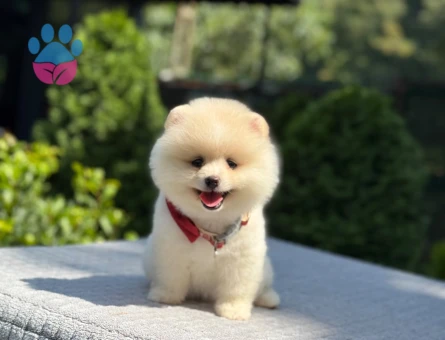 Safkan Pomeranian Boo – Minik Boy, Yoğun Tüylü, Muhteşem Görünüm