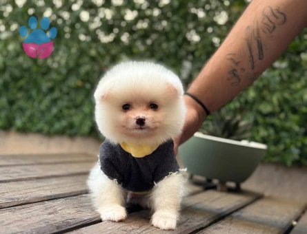 Ruhsatlı Üretim Çiftliğinden Kaliteli Pomeranian Boo Yavruları