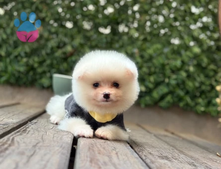 Ruhsatlı Üretim Çiftliğinden Kaliteli Pomeranian Boo Yavruları