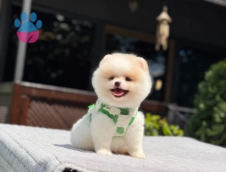 Sevimliliğiyle Dikkat Çeken Pomeranian Boo