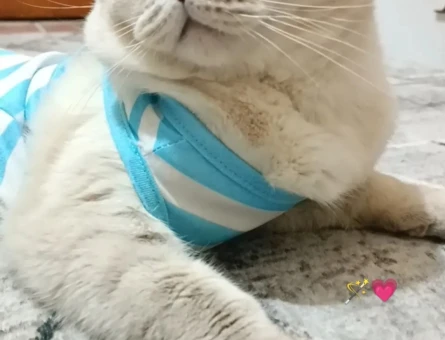Scottish Fold 3 Yaşında Yuva Arıyor - 6455