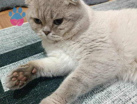 Scottish Fold 3 Yaşında Yuva Arıyor