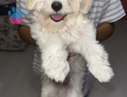 maltese - 6454