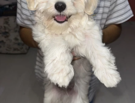 maltese - 6454
