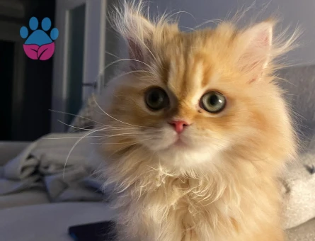 Golden British longhair 1 Yaşında - 6457