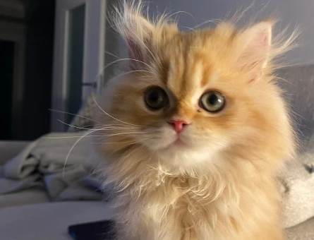 Golden British longhair 1 Yaşında - 6457