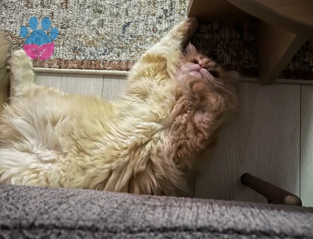 Golden British longhair 1 Yaşında