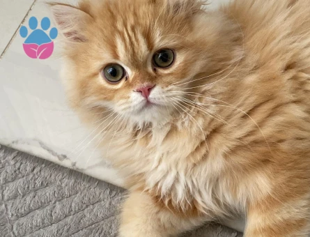 Golden British longhair 1 Yaşında