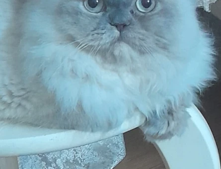 British Shorthair Yuva arıyorum - 6459