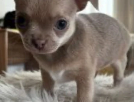 Chihuahua ve British short-hair yavruları