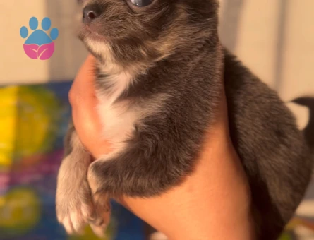 Chihuahua ve British short-hair yavruları