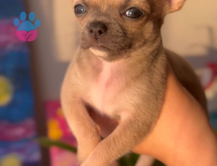 Chihuahua ve British short-hair yavruları