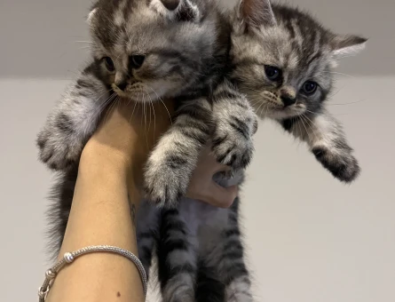 Sahiplendirme British Shorthair 1 Yaşında - 7711