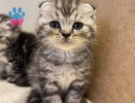 Sahiplendirme British Shorthair 1 Yaşında - 7711 - Görsel 3