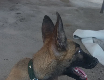 Yavru Malinois - 7715
