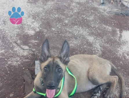 Yavru Malinois - 7715 - Görsel 3