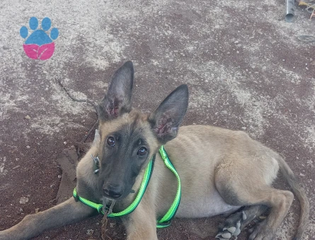 Yavru Malinois - 7715 - Görsel 4