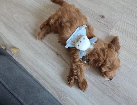 Maltipoo 3 aylık - 7716