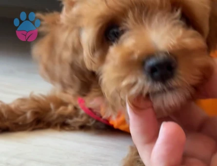 Maltipoo 3 aylık - 7716 - Görsel 3
