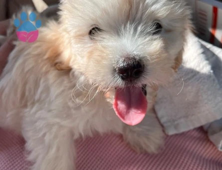 2,5 aylık maltipoo - 7720 - Görsel 4
