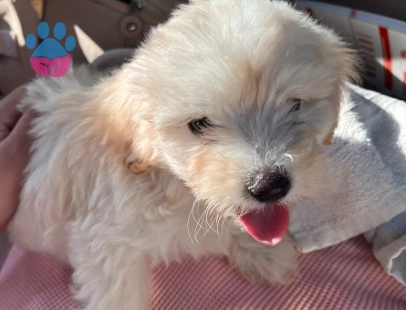 2,5 aylık maltipoo - 7720 - Görsel 3