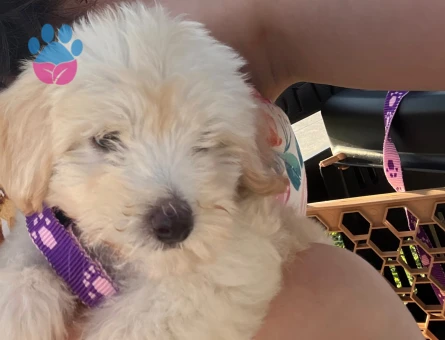 2,5 aylık maltipoo - 7720