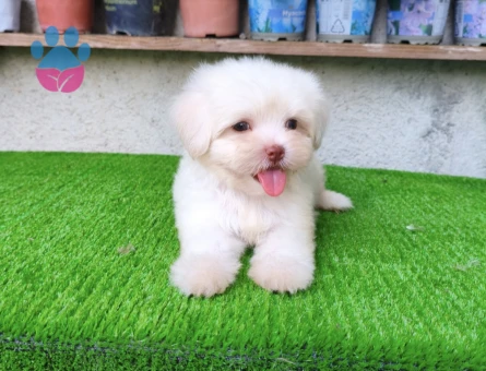 Erkek Maltese - 7723 - Görsel 3