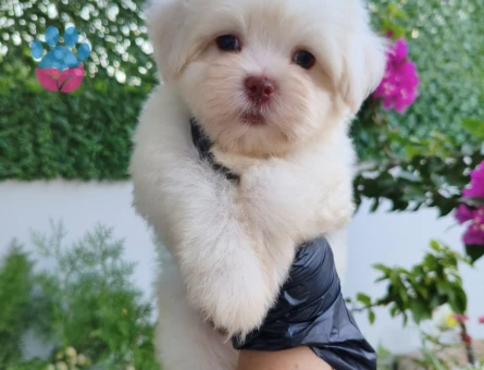 Erkek Maltese - 7723 - Görsel 4