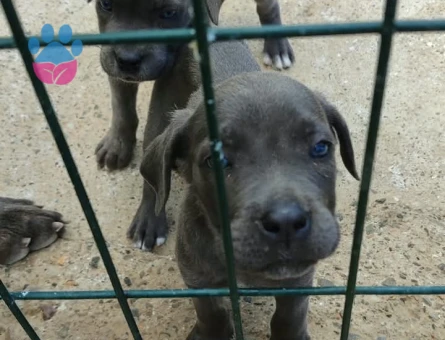 Cane corso - 7726