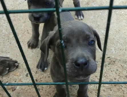 Cane corso - 7726