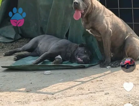 Cane corso - 7726 - Görsel 3