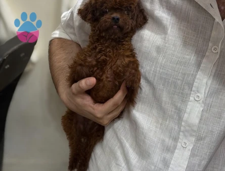 Nadir renk ve anatomide, soy şecereli poodle yavrularımız - 7728