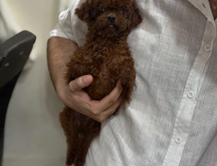 Nadir renk ve anatomide, soy şecereli poodle yavrularımız - 7728