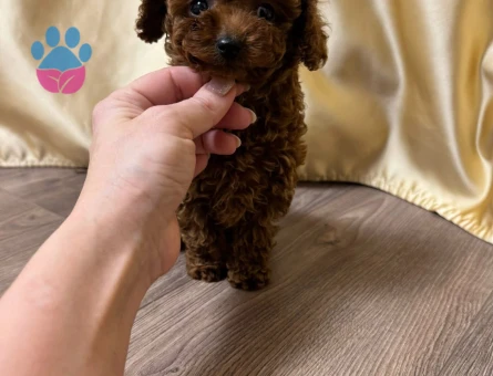 Nadir renk ve anatomide, soy şecereli poodle yavrularımız - 7728 - Görsel 3