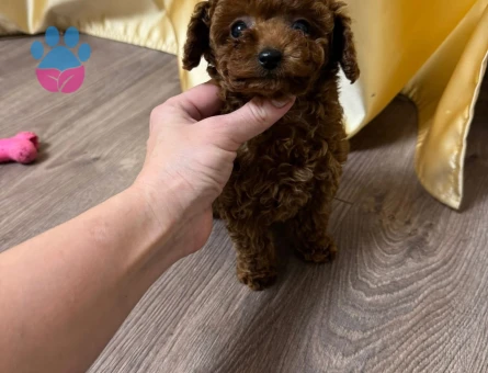 Nadir renk ve anatomide, soy şecereli poodle yavrularımız - 7728 - Görsel 4