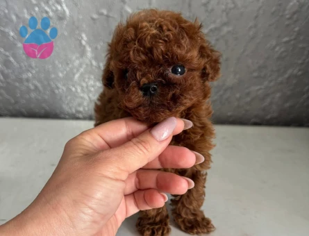 Gerçek Micro Teddy Bear Poodle yavrularımız - 7729