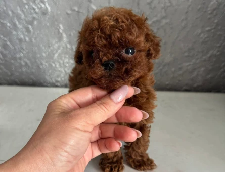 Gerçek Micro Teddy Bear Poodle yavrularımız - 7729