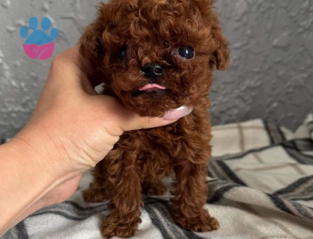 Gerçek Micro Teddy Bear Poodle yavrularımız - 7729 - Görsel 3