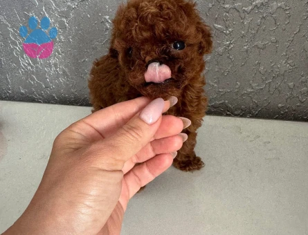 Gerçek Micro Teddy Bear Poodle yavrularımız - 7729 - Görsel 4