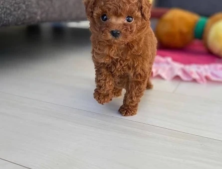 Micro Teacup KOREAN DARK BROWN Poodle yavrularımız - 7730