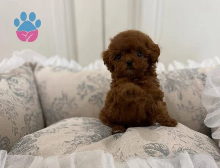 Micro Teacup KOREAN DARK BROWN Poodle yavrularımız - 7730 - Görsel 3