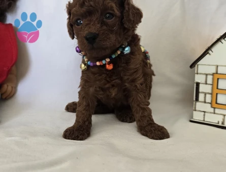 Dark Brown Kore Poodle Bebekler - 7731