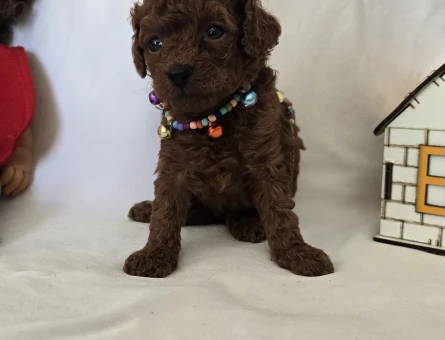 Dark Brown Kore Poodle Bebekler - 7731
