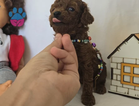 Dark Brown Kore Poodle Bebekler - 7731 - Görsel 3
