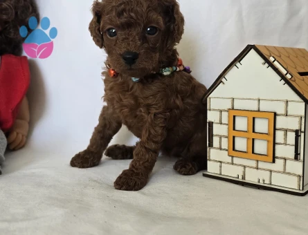 Dark Brown Kore Poodle Bebekler - 7731 - Görsel 4