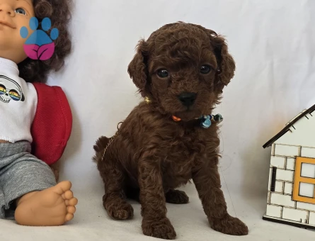 Dark Brown Kore Poodle Bebekler - 7731 - Görsel 5