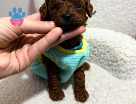 Micro Teacup KOREAN Poodle yavrularımız - 7732 - Görsel 3