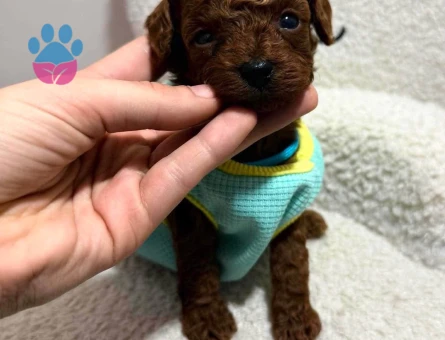 Micro Teacup KOREAN Poodle yavrularımız - 7732