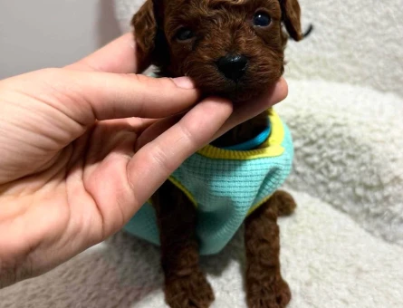 Micro Teacup KOREAN Poodle yavrularımız - 7732